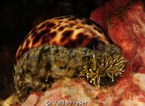 Tiger cowrie feeling hungry. by Valda Fraser 